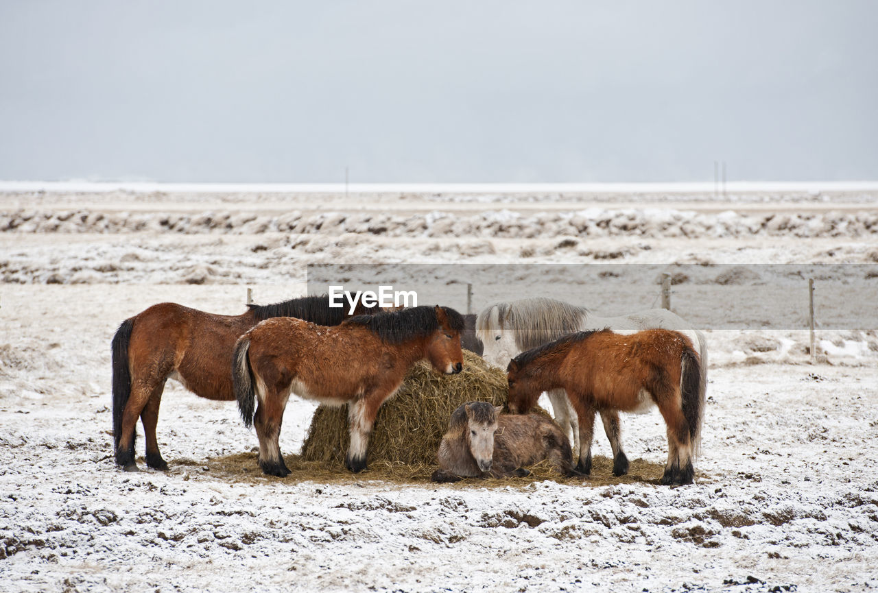 Icelandic horses standing on field in snowy winter landscape
