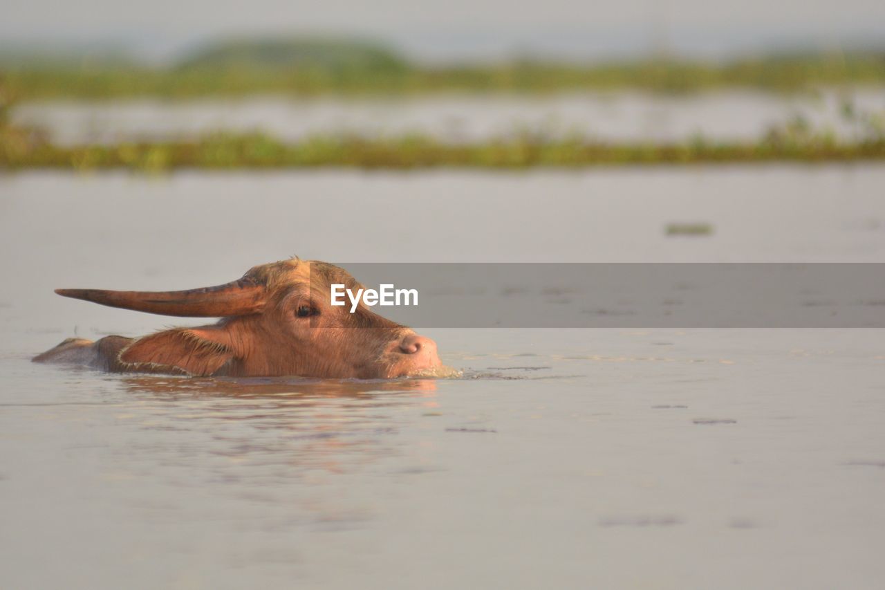 White buffalo in a lake