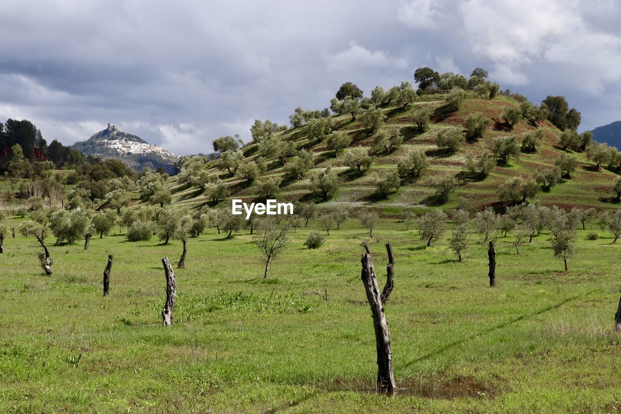 Trees on field against sky