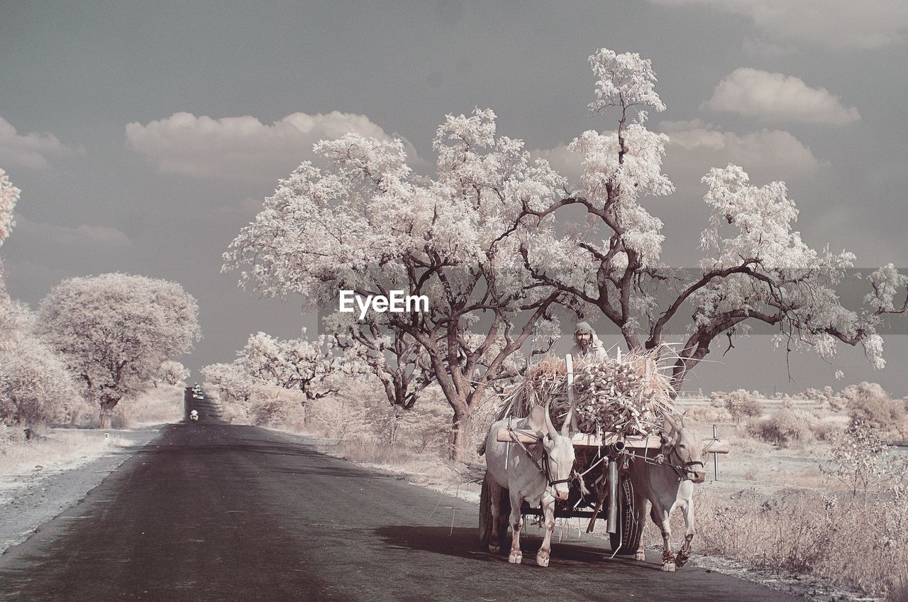 Infrared image of man delivering straws on ox cart