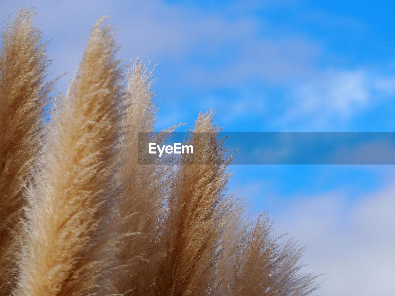 LOW ANGLE VIEW OF REED GRASS AGAINST BLUE SKY