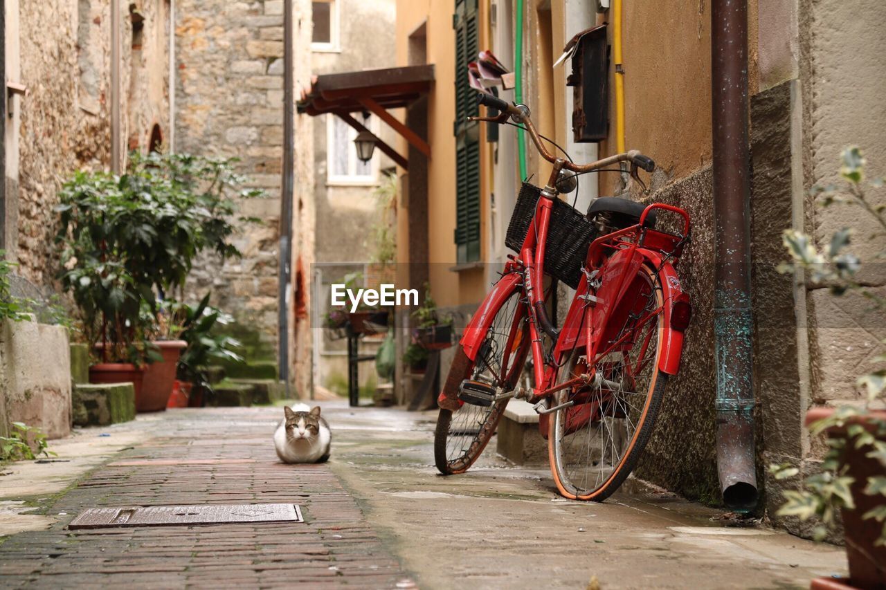 Cat sitting by bicycle on footpath amidst old buildings