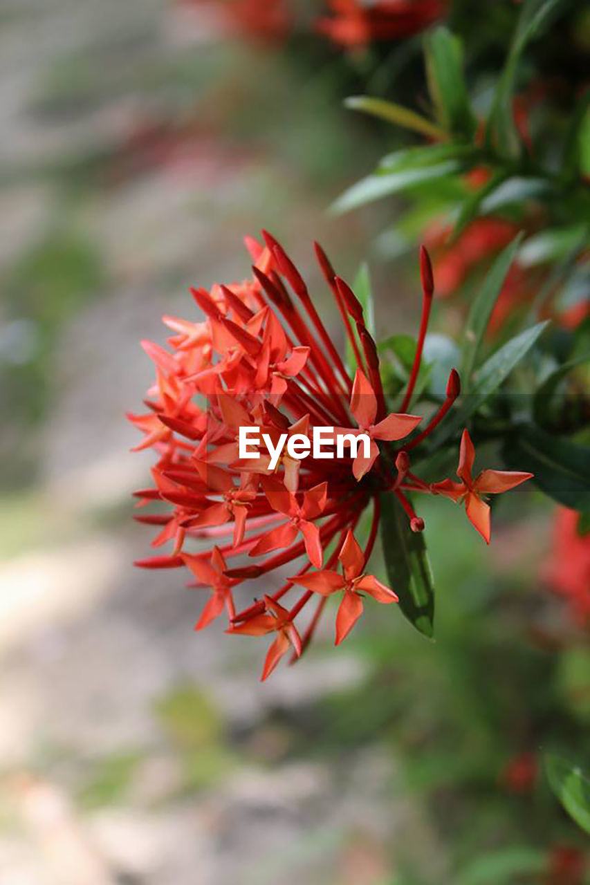 CLOSE UP OF RED FLOWER