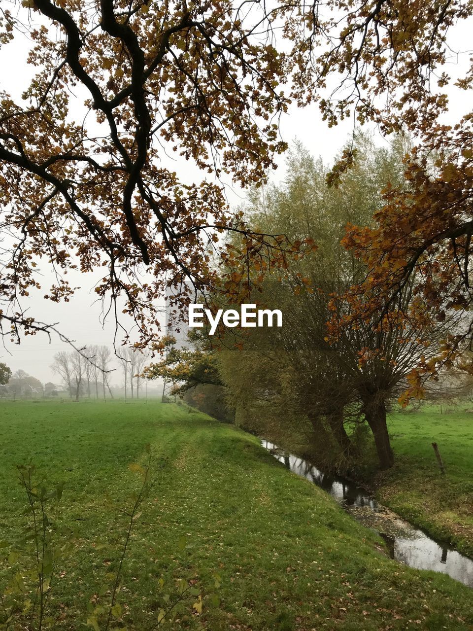 TREES GROWING IN FIELD AGAINST SKY