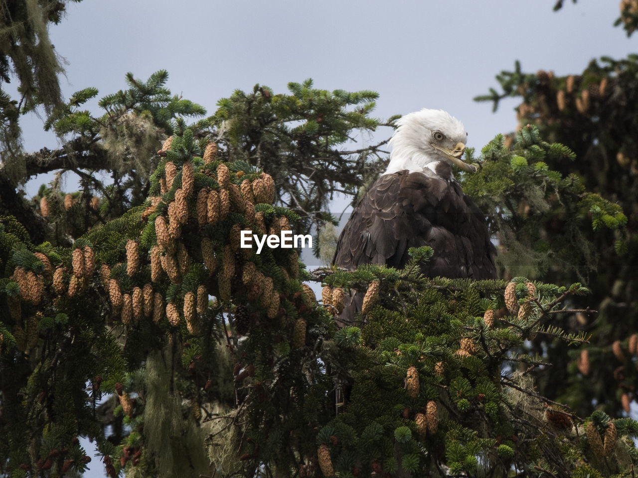 Bald eagle with damaged beak perching on tree