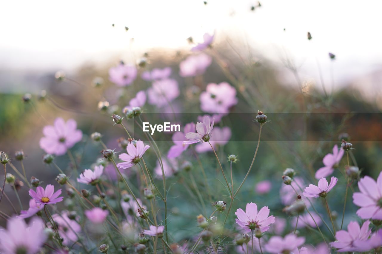 Close-up of purple flowers growing in field