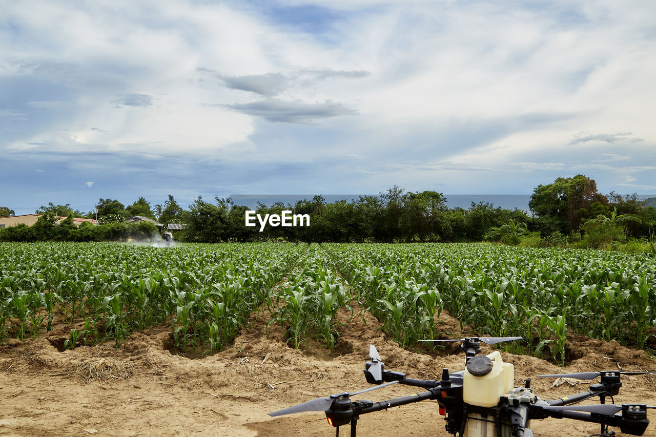 PANORAMIC VIEW OF AGRICULTURAL FIELD