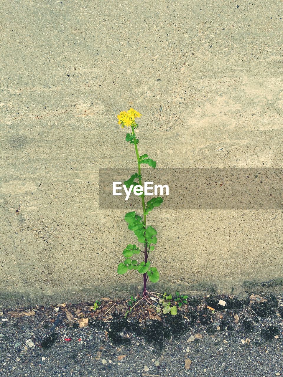 Yellow flower plant against wall