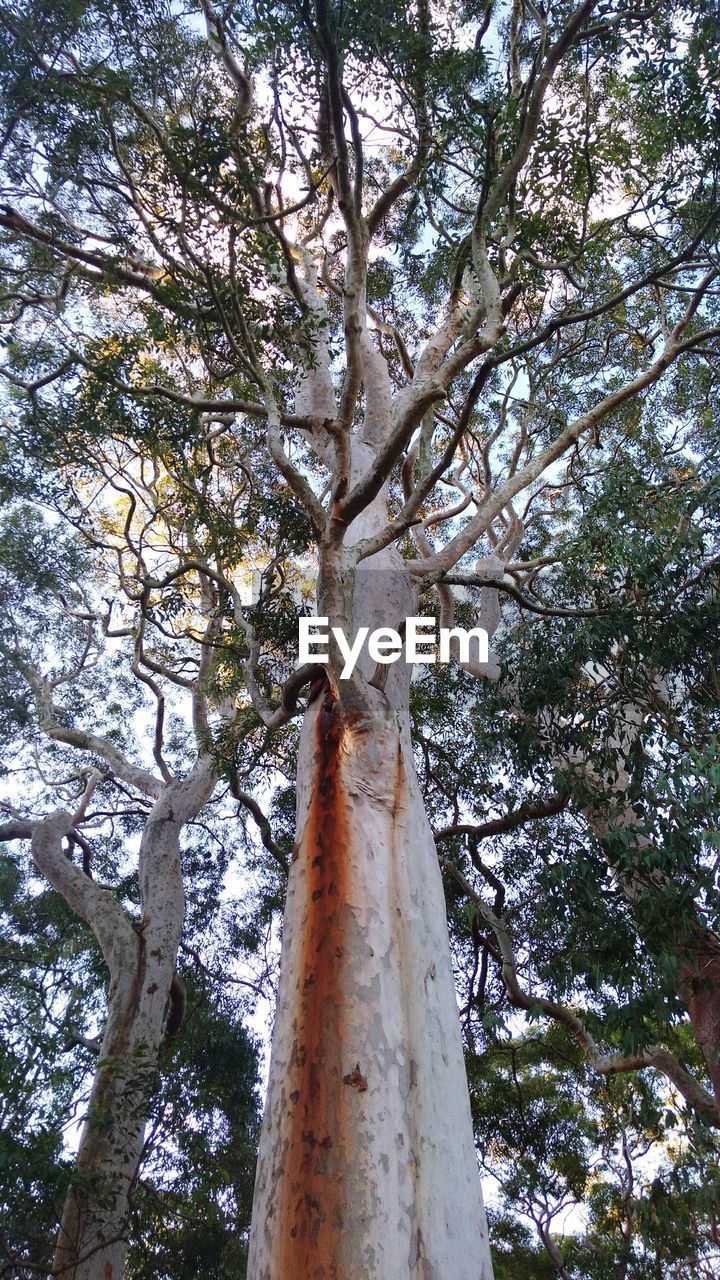 LOW ANGLE VIEW OF TREE TRUNK AGAINST SKY