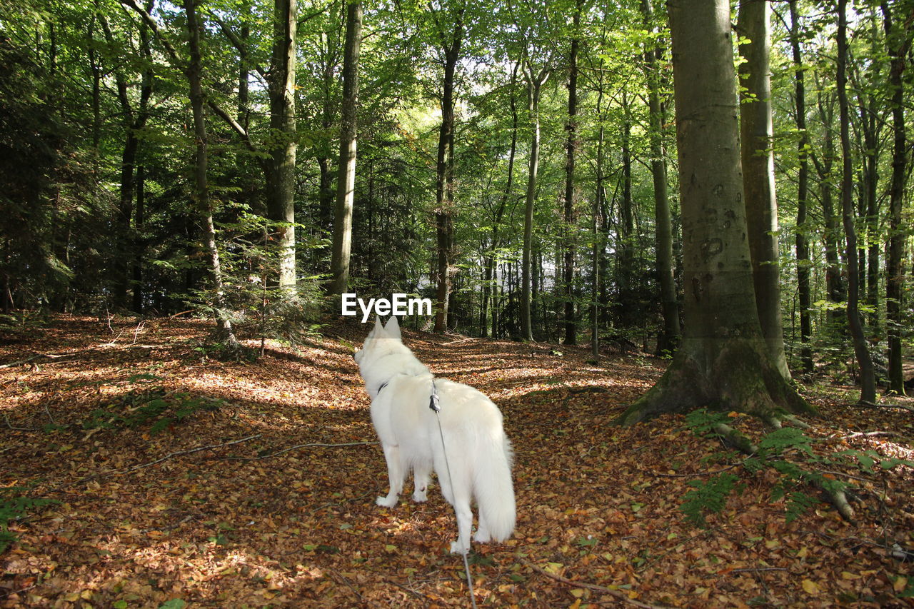 White dog in forest