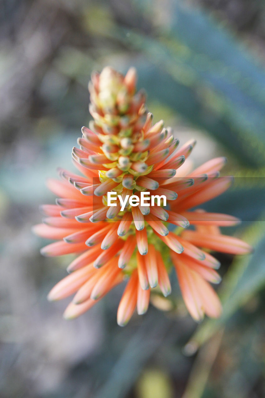 Close-up of orange flower