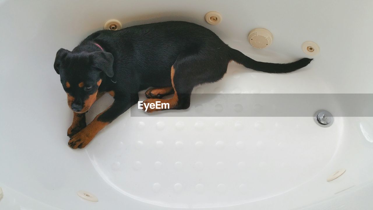 High angle view of rottweiler puppy in bathtub