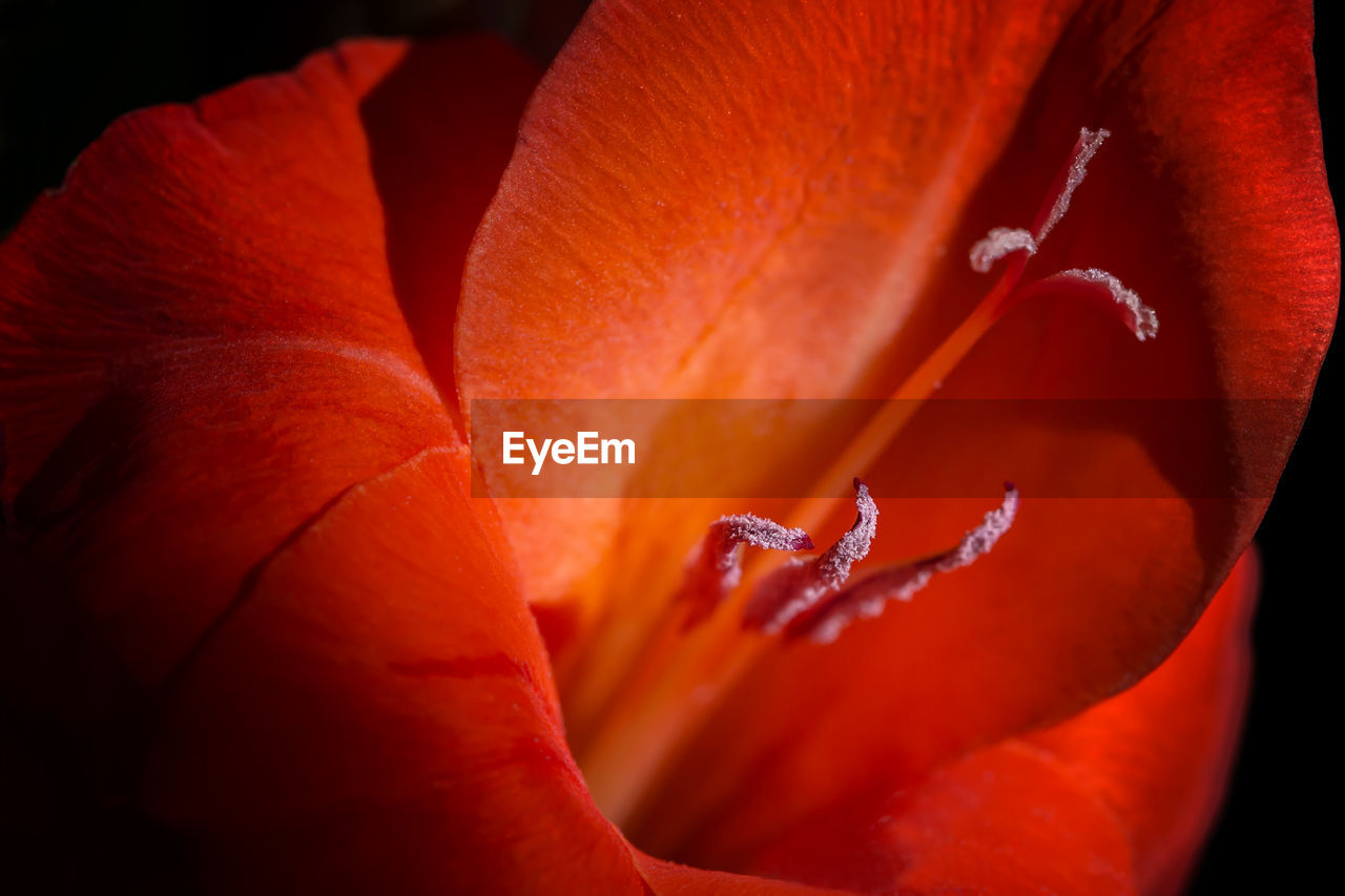 Close-up of flower blooming outdoors