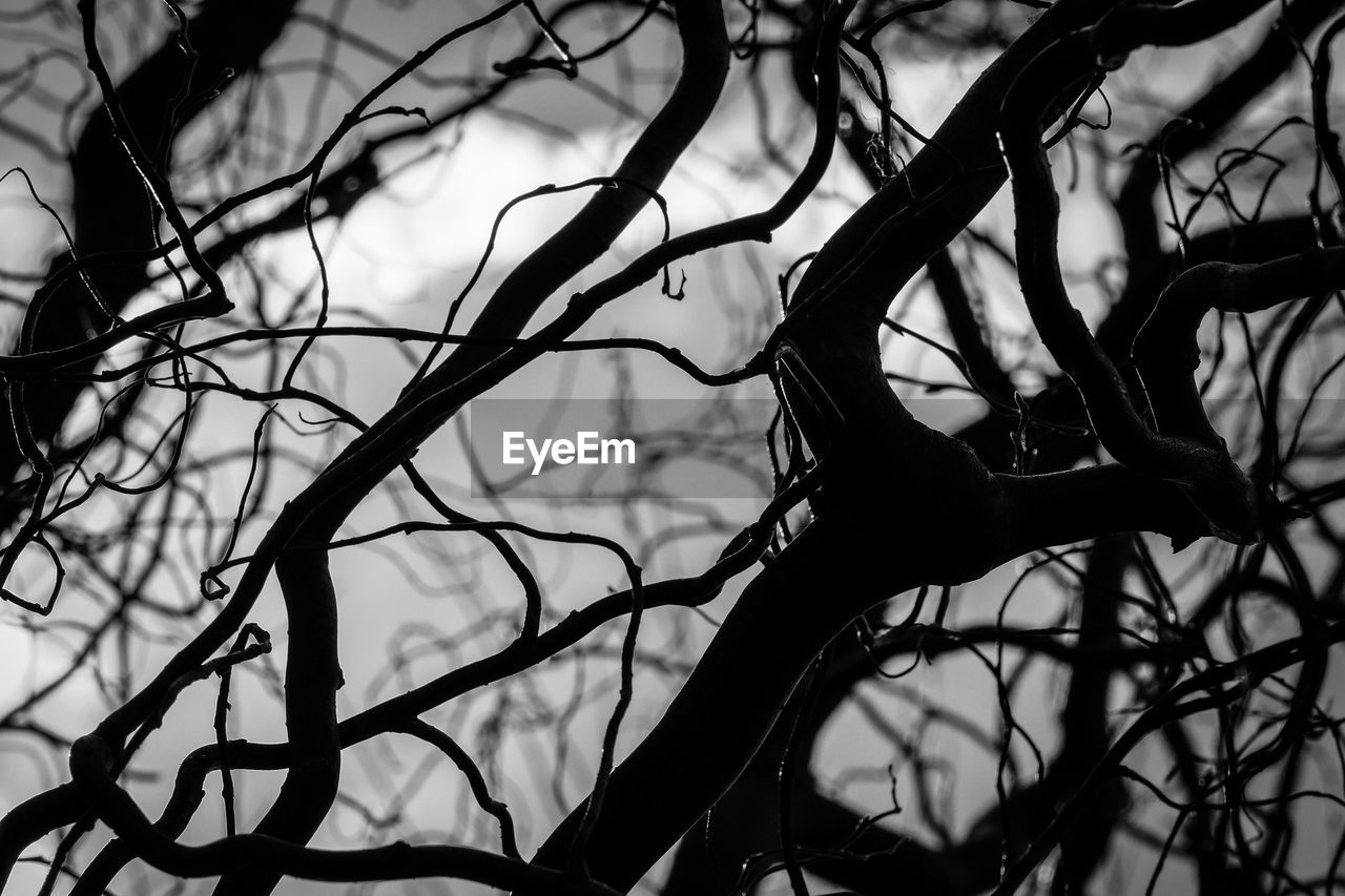 Full frame shot of bare tree branches