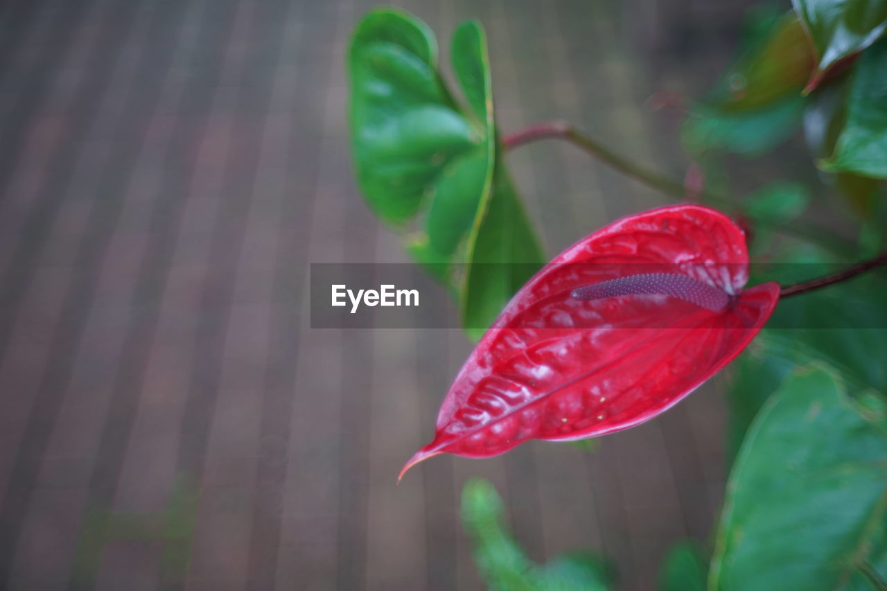 High angle view of red leaves on plant