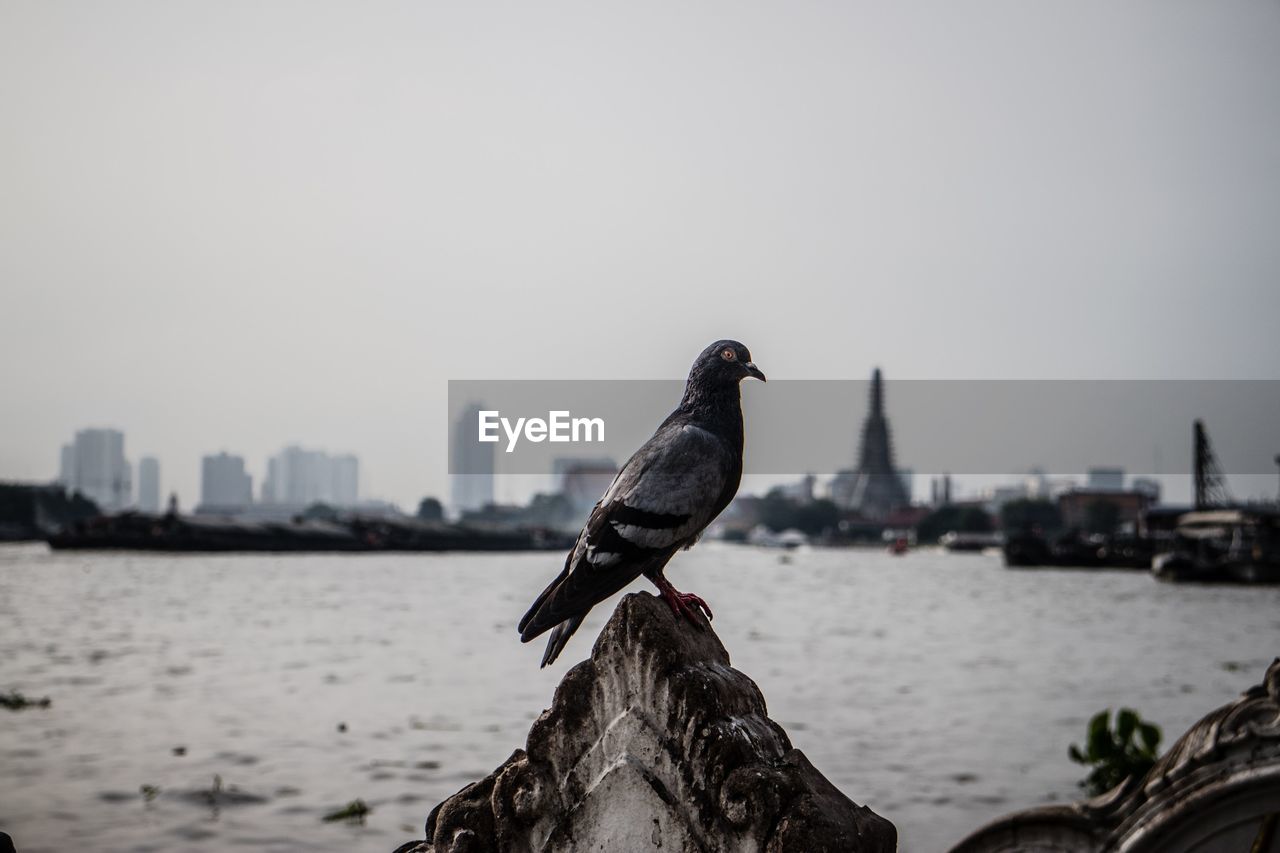 Pigeon perching against river