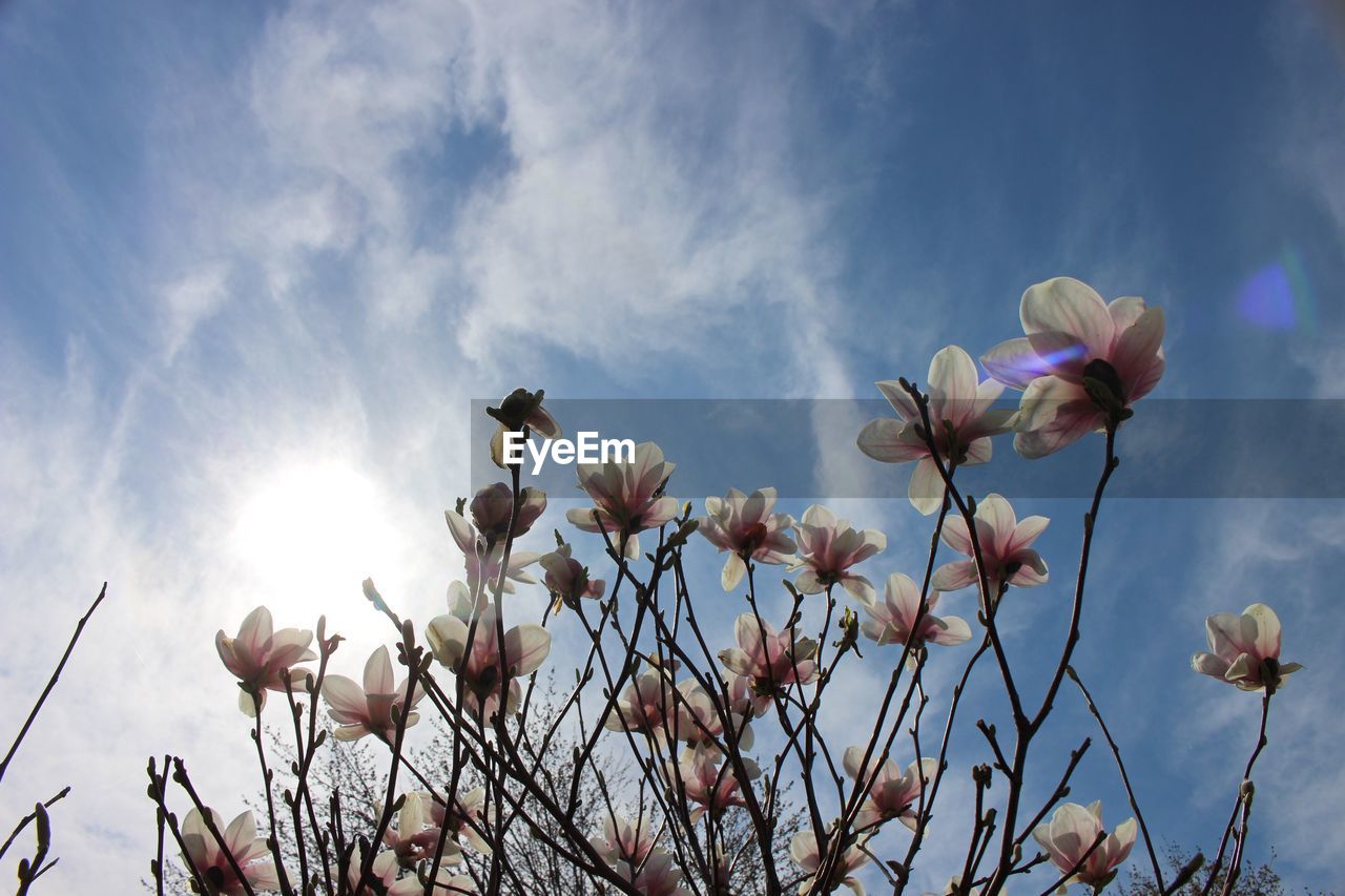 LOW ANGLE VIEW OF FLOWERS BLOOMING ON TREE