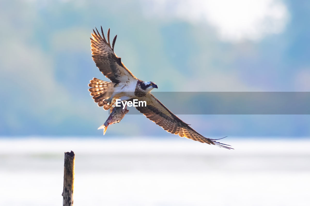 close-up of bird flying against sky