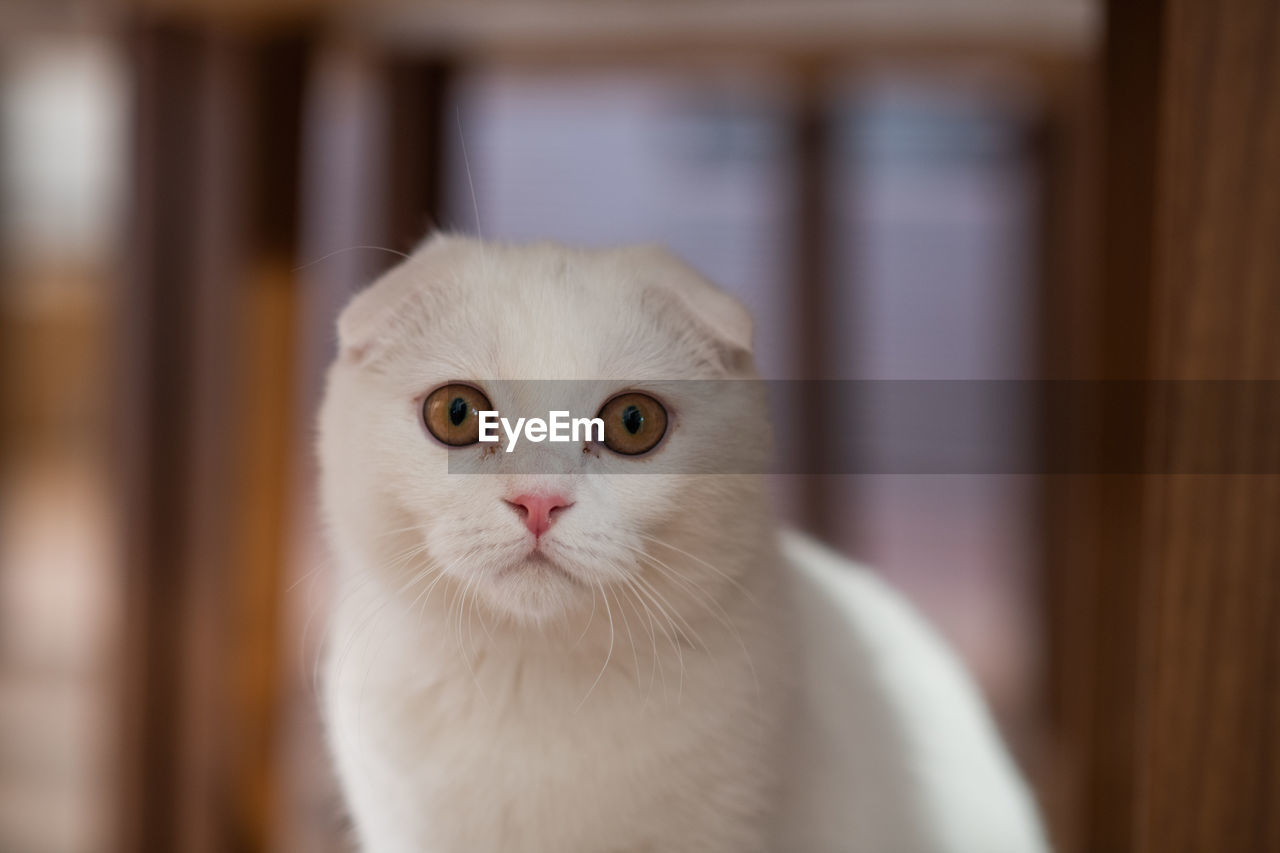 CLOSE-UP PORTRAIT OF WHITE CAT AT HOME