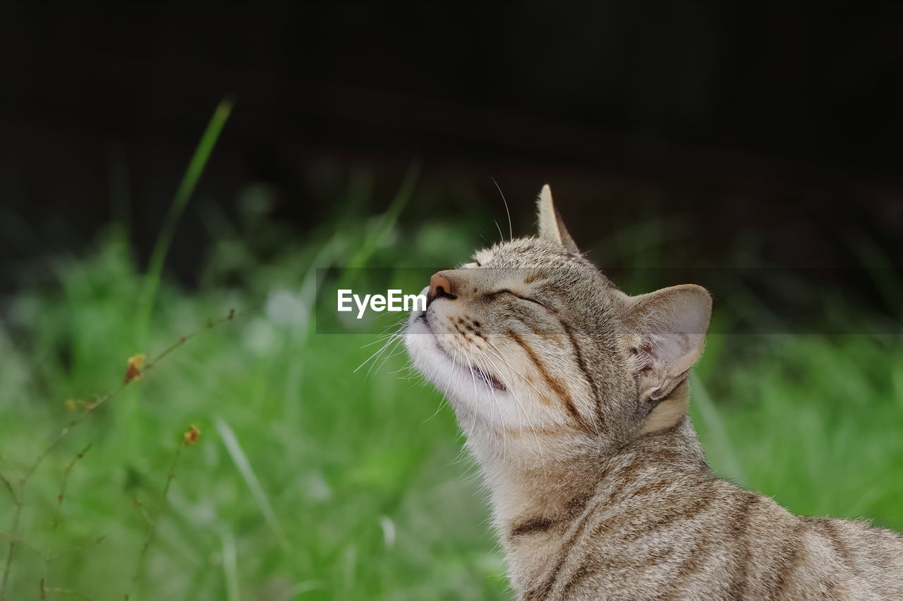 Close-up photo of a cat sitting in the garden and smelling the air