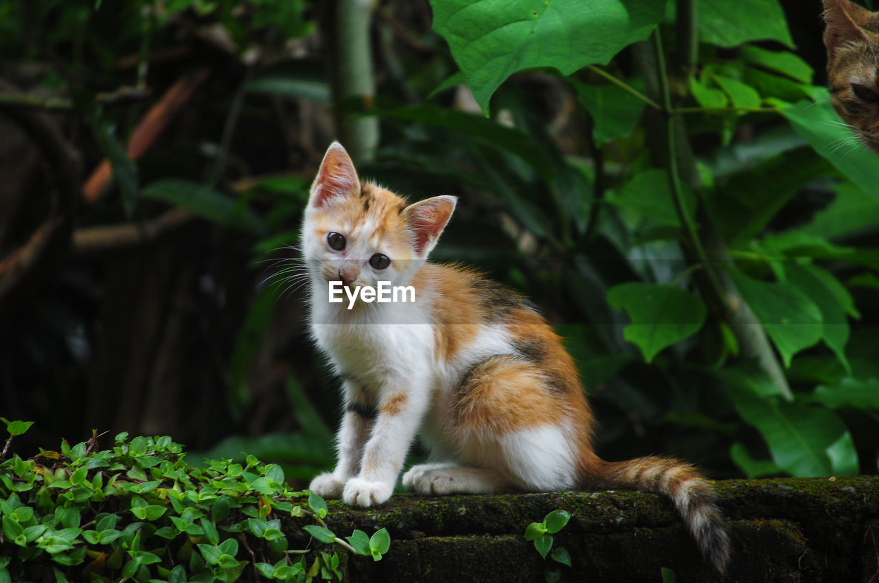 animal, animal themes, mammal, one animal, pet, domestic animals, leaf, plant part, cat, animal wildlife, plant, portrait, domestic cat, wildlife, cute, nature, no people, animal hair, whiskers, feline, tree, forest, outdoors, eye, grass, sitting, looking at camera, land, animal eye, animal body part