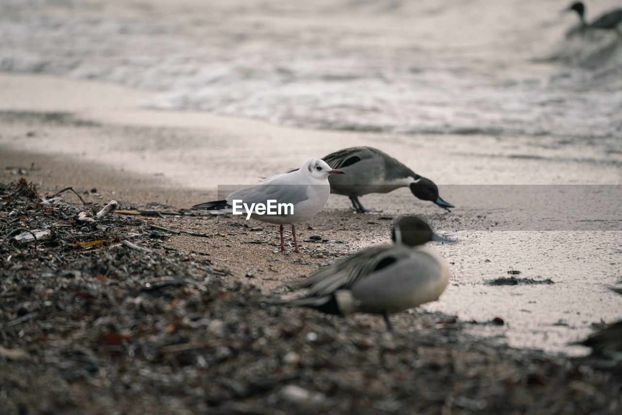 SEAGULLS ON SHORE