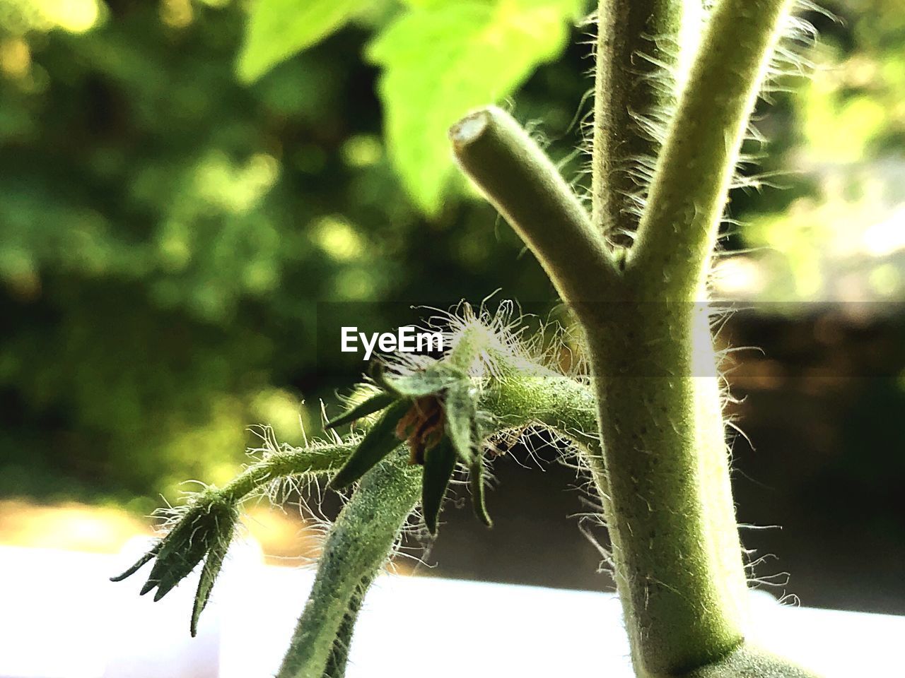 CLOSE-UP OF CATERPILLAR ON LEAF