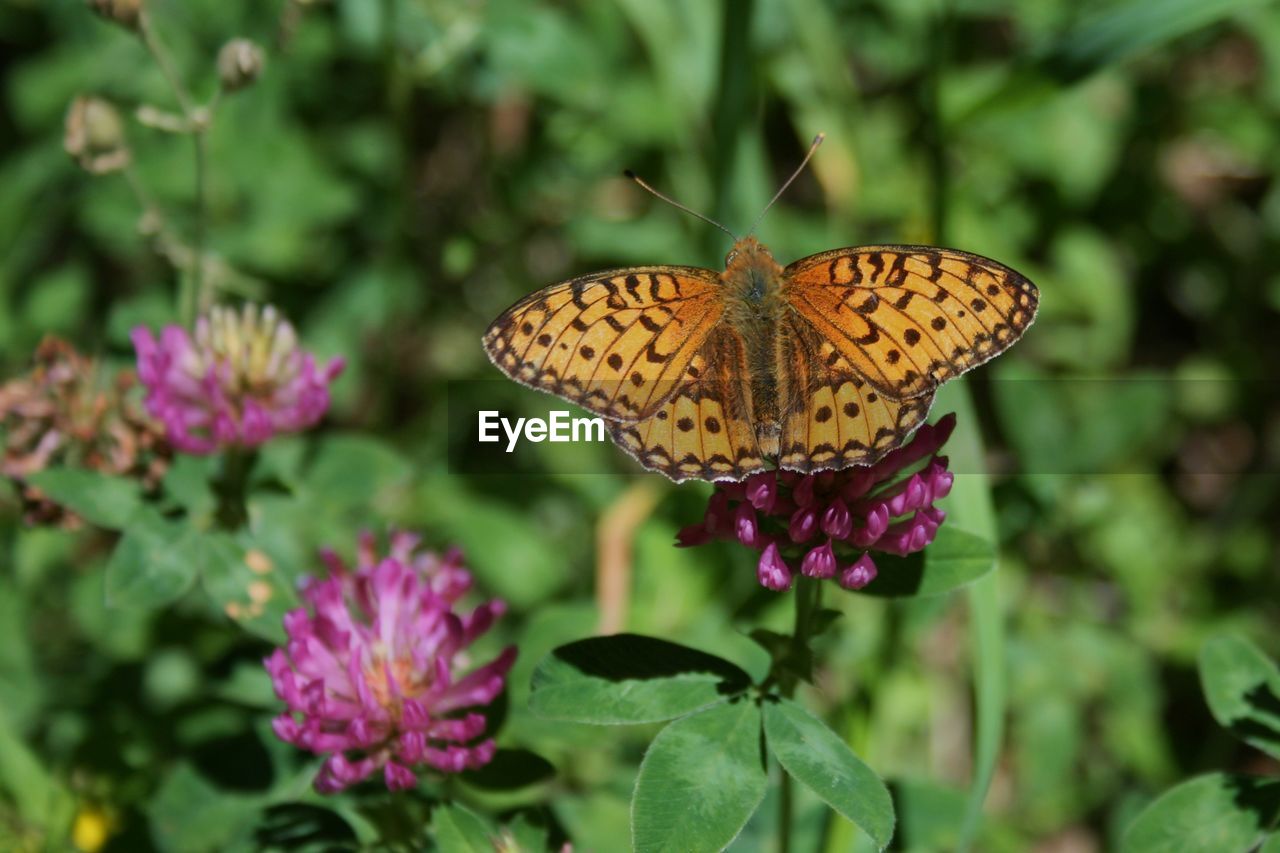 Close-up of butterfly pollinating flower