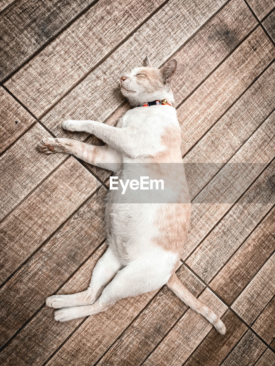 High angle view of cat lying on floor