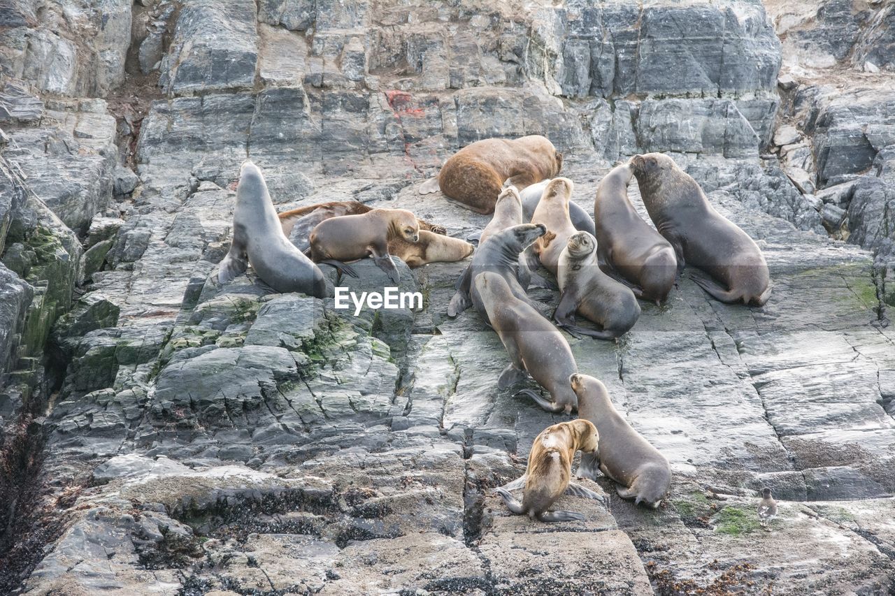 Flock of sheep on rock