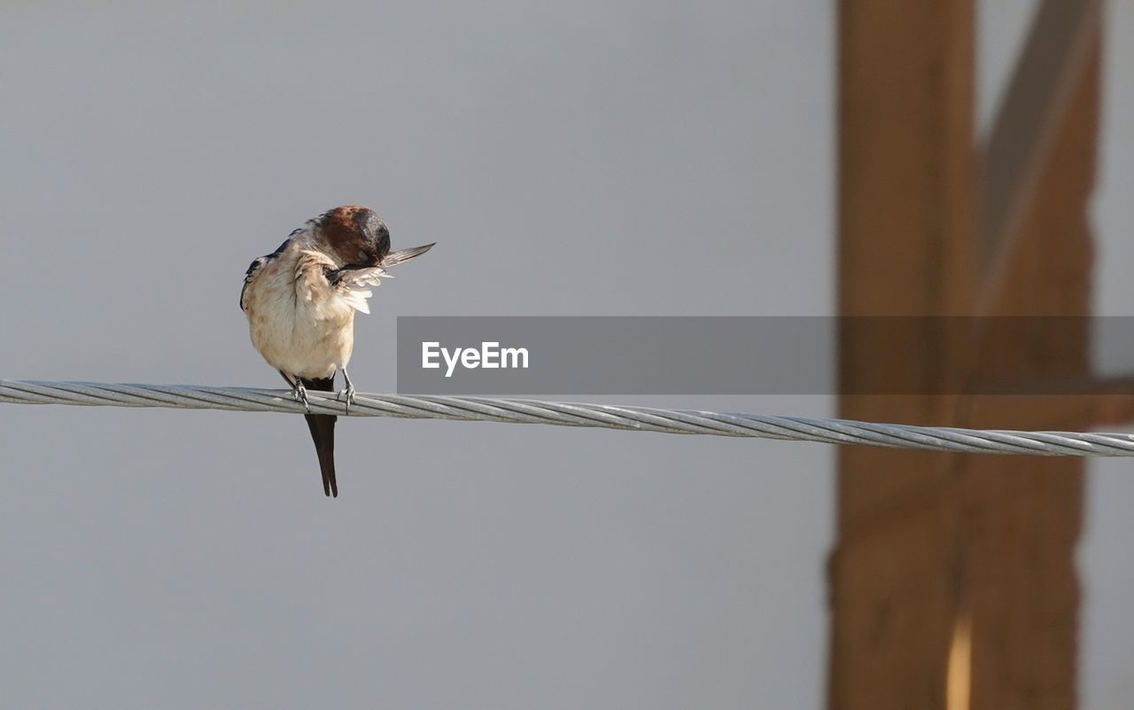 animal themes, animal, animal wildlife, bird, wildlife, one animal, perching, cable, no people, sparrow, focus on foreground, nature, copy space, day, wing, outdoors, full length, songbird, branch, beak