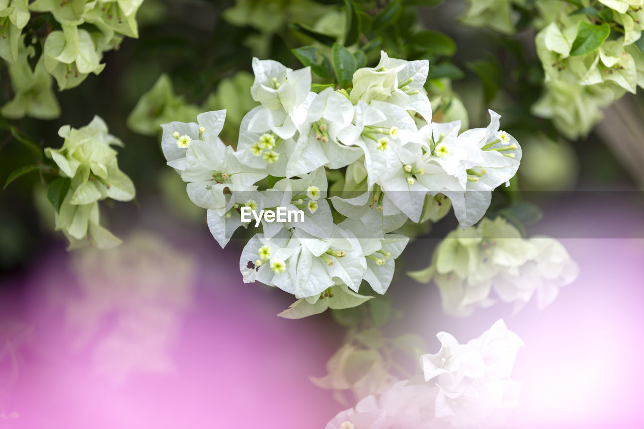 CLOSE-UP OF FLOWERING PLANT