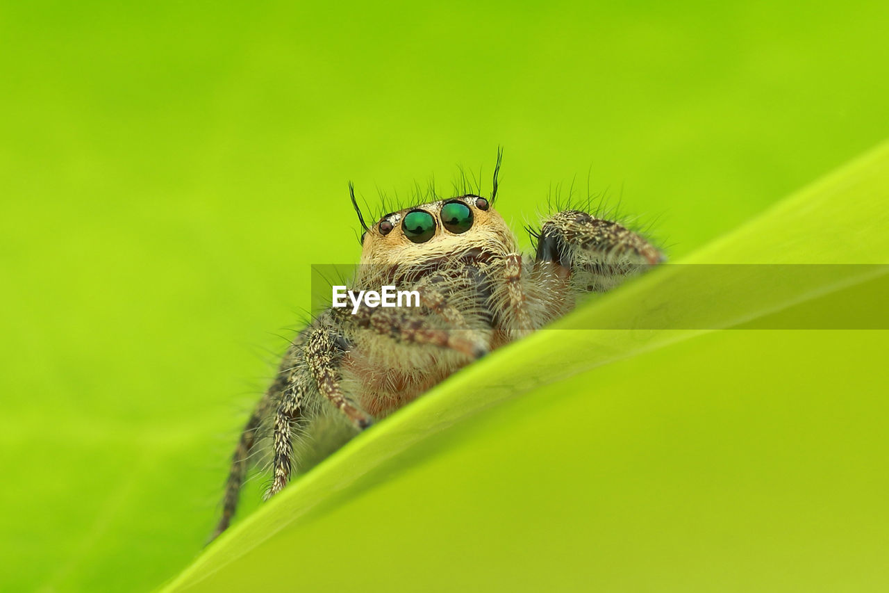 CLOSE-UP OF INSECT