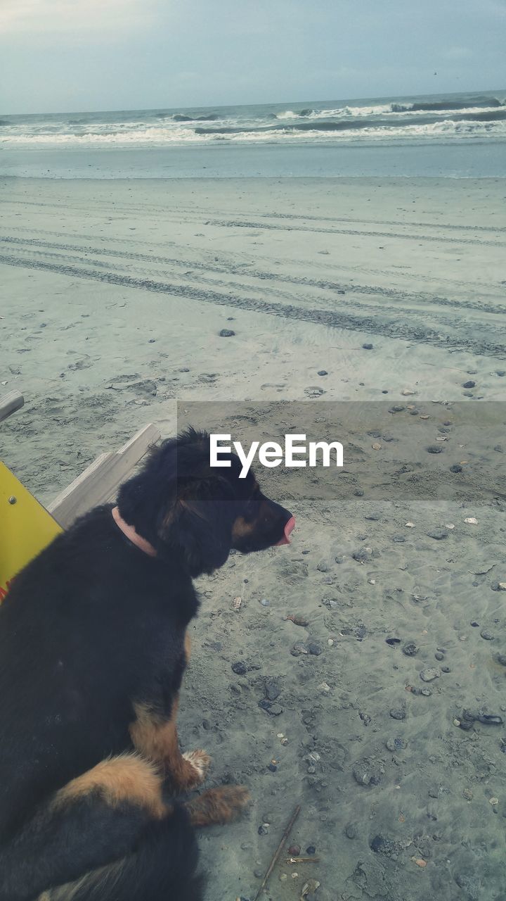 Dog relaxing on beach