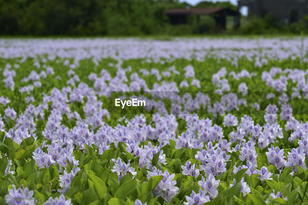 Close-up of flowers growing in field