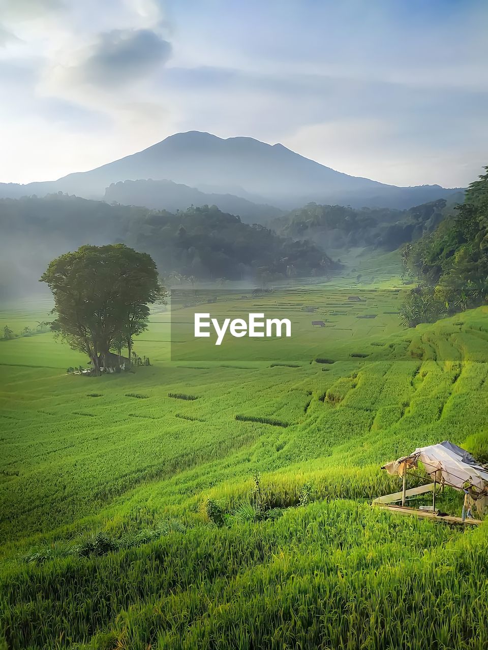 Scenic view of agricultural field against sky