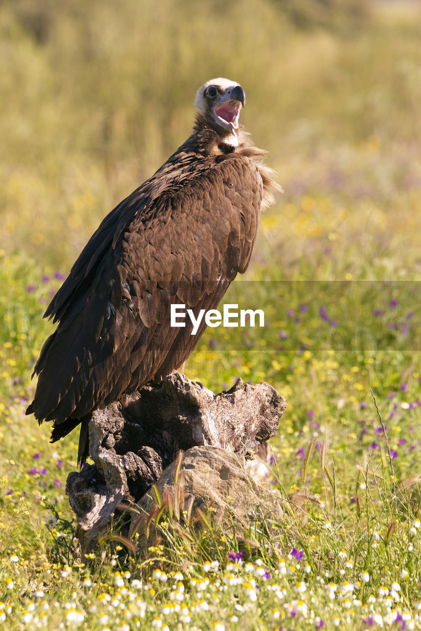 BIRD PERCHING ON A WOOD