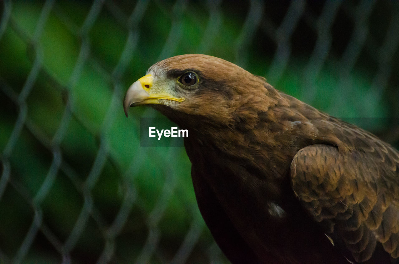 Close-up of eagle in cage against green background