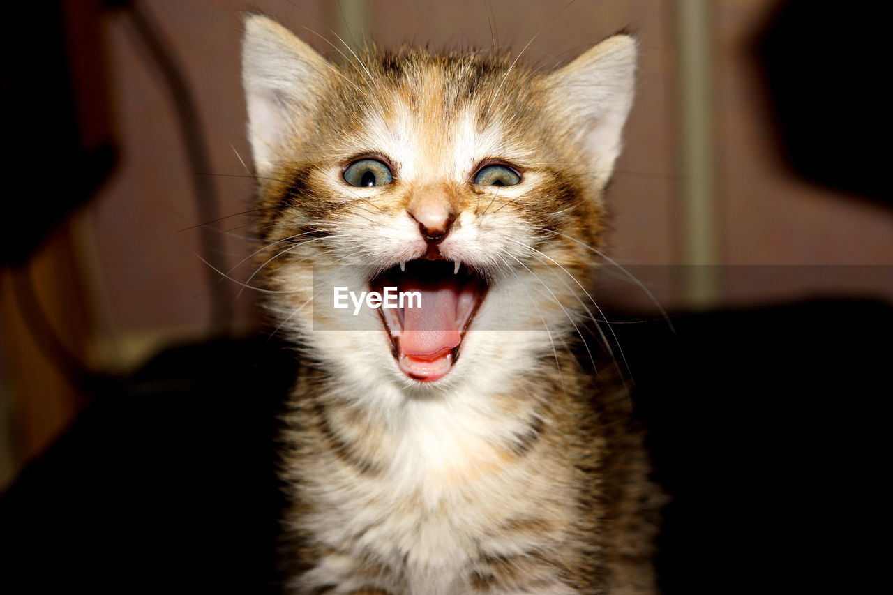 Portrait of kitten meowing at home