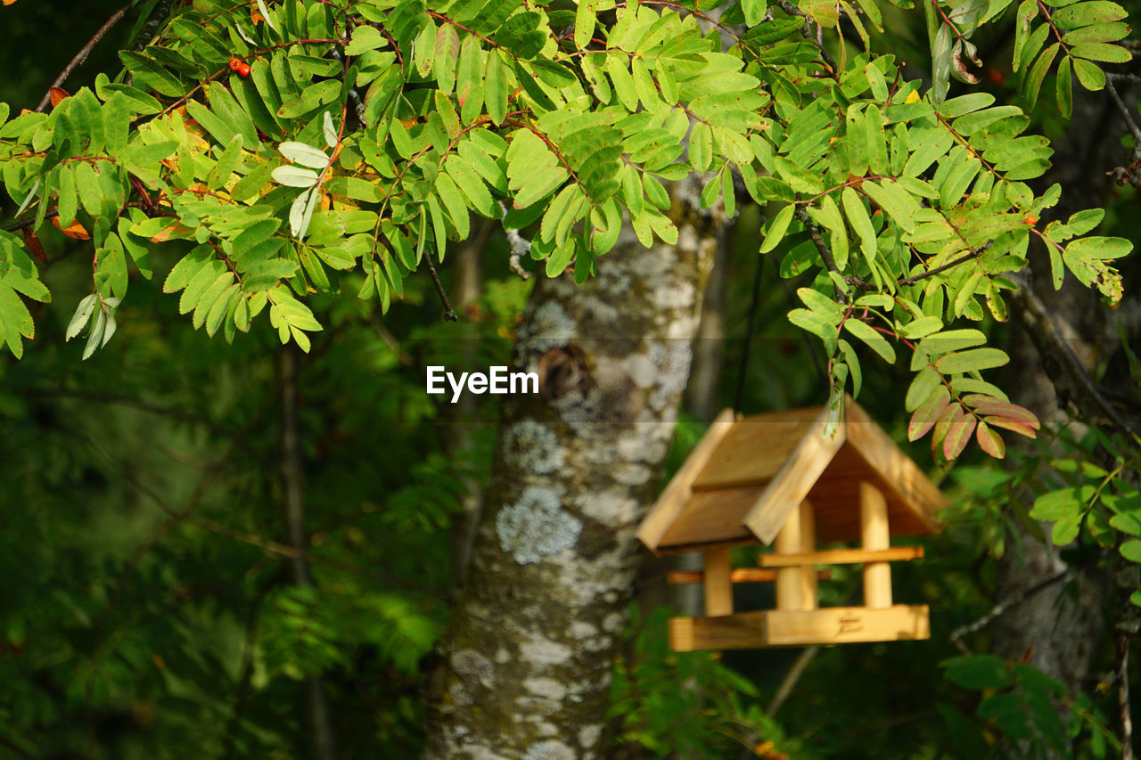 LOW ANGLE VIEW OF BIRDHOUSE ON TREE TRUNK