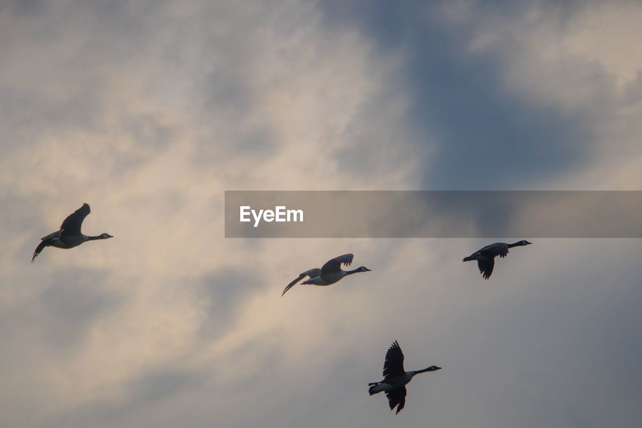 Low angle view of birds flying in evening sky. flock of canada geese, branta canadensis