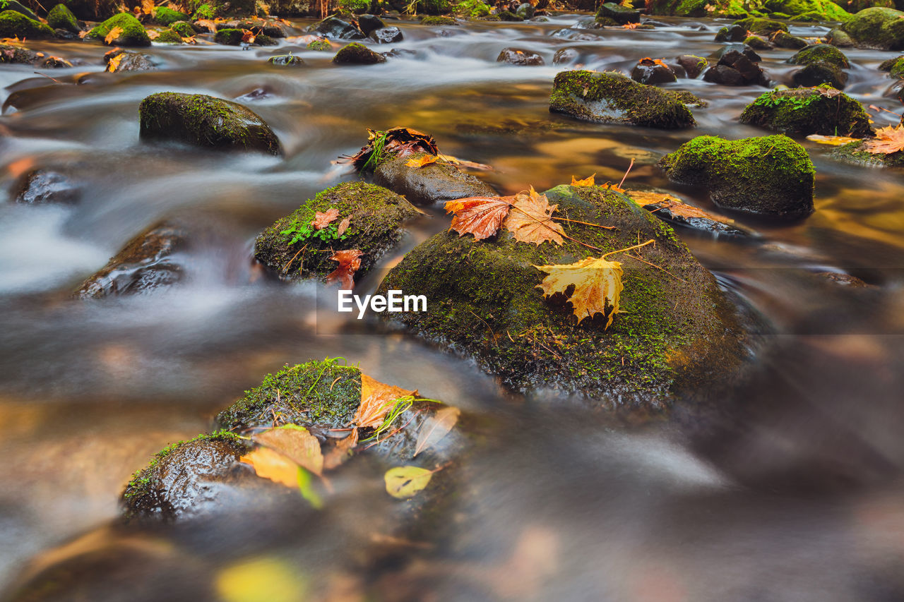 HIGH ANGLE VIEW OF PLANTS BY STREAM