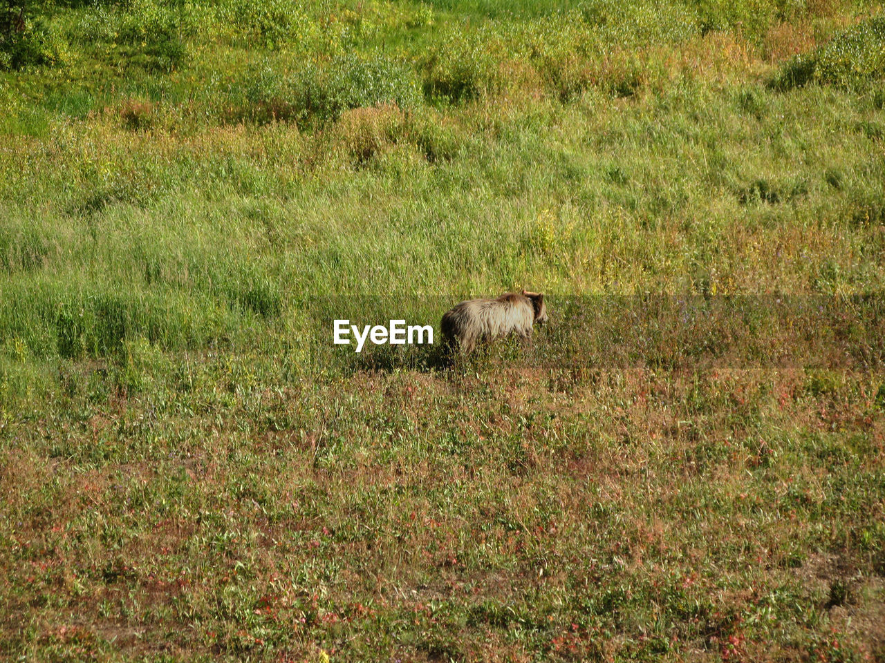 TREES ON GRASSY FIELD