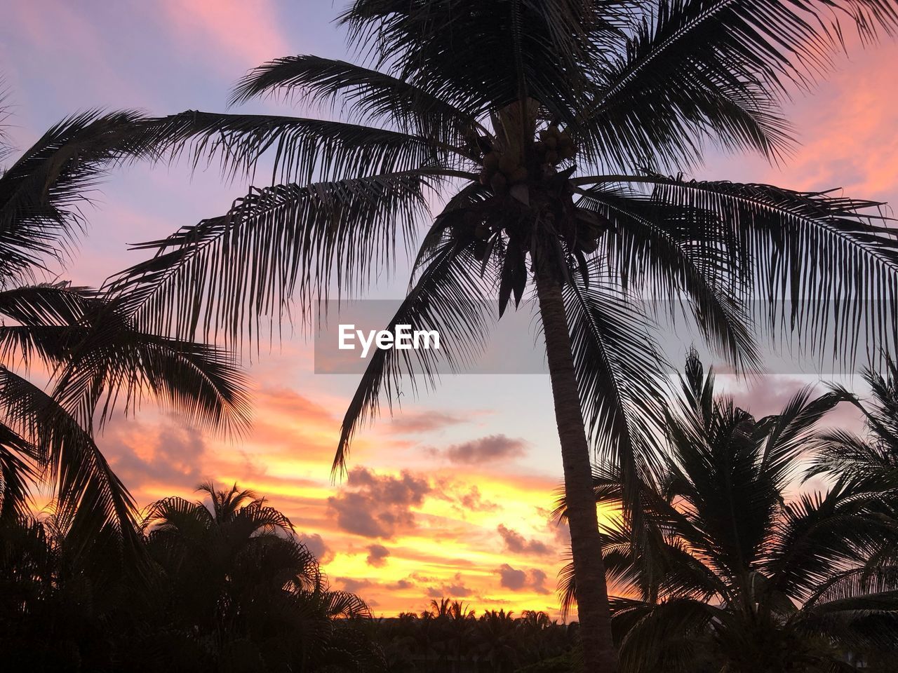 SILHOUETTE PALM TREES AGAINST ROMANTIC SKY