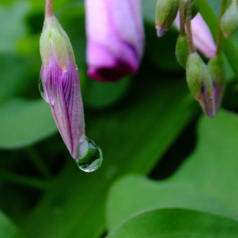 Close-up of wet flower buds in forest