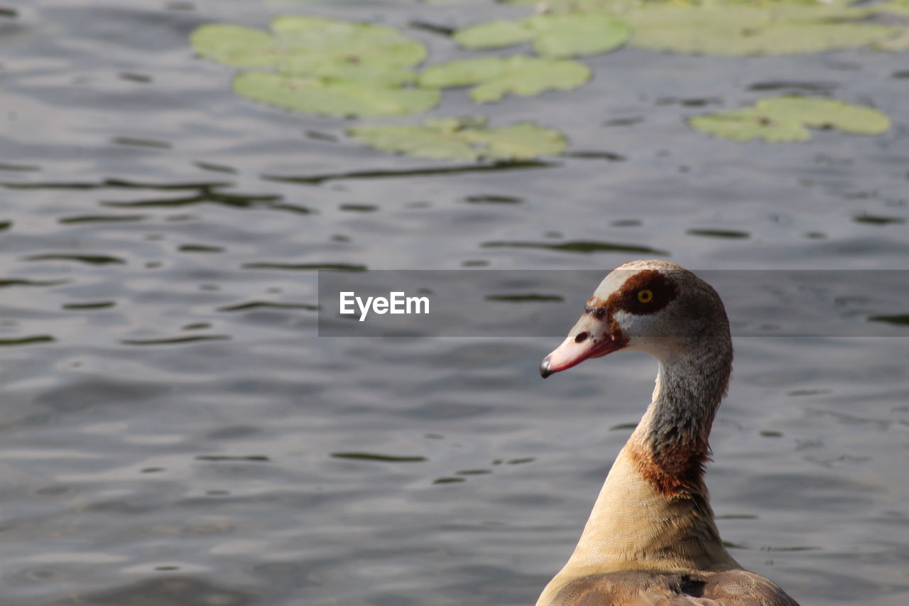 Close-up of duck swimming in lake