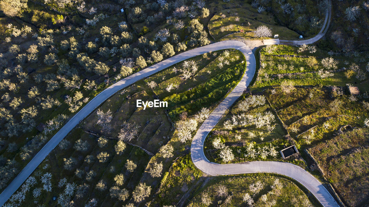 High angle view of road amidst trees in city