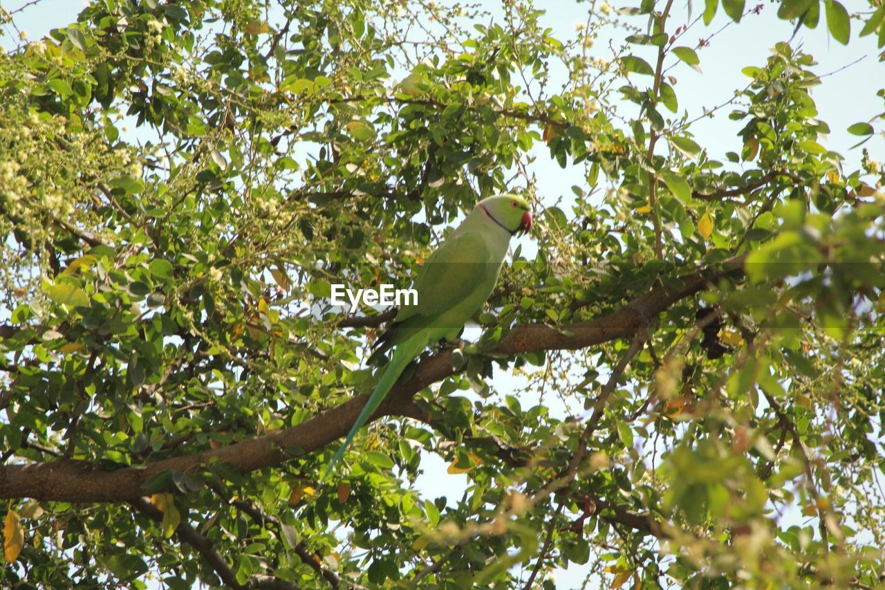 Low angle view of parrot perching on tree