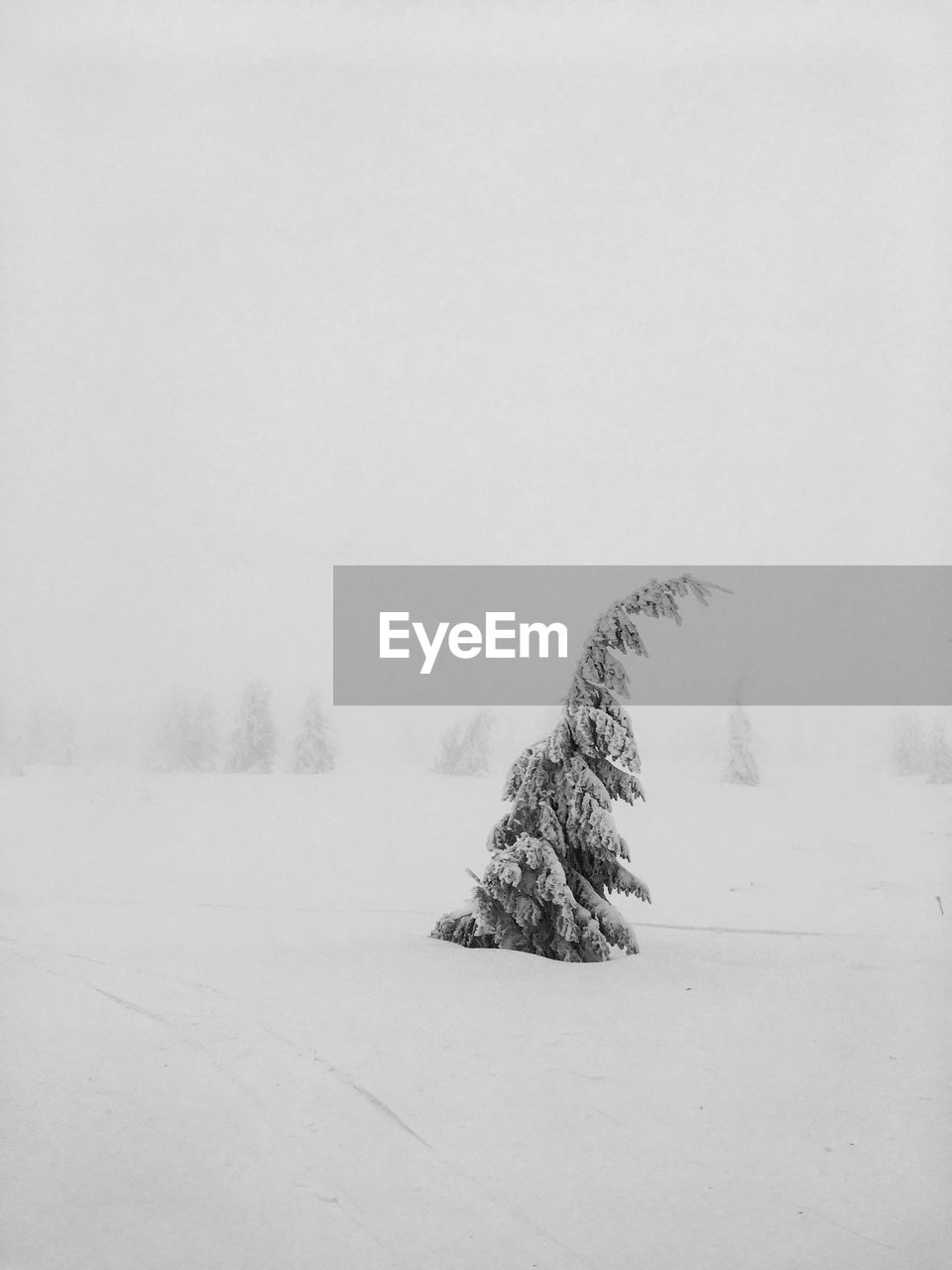 DEAD TREE ON SNOWY LANDSCAPE AGAINST CLEAR SKY