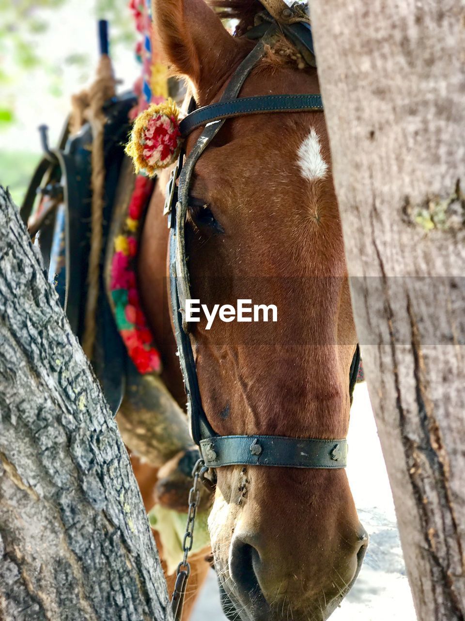 CLOSE-UP OF HORSE OUTDOORS